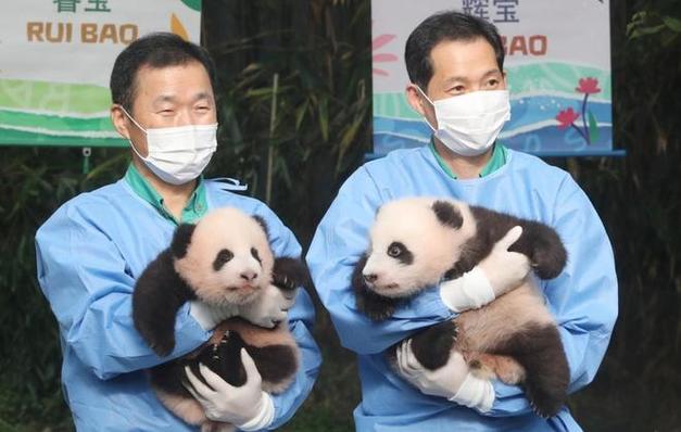 点明大熊猫是国宝的句子怎么看好友给你的备注手机版如何看待“马方送还熊猫，生活费一年60万美元”