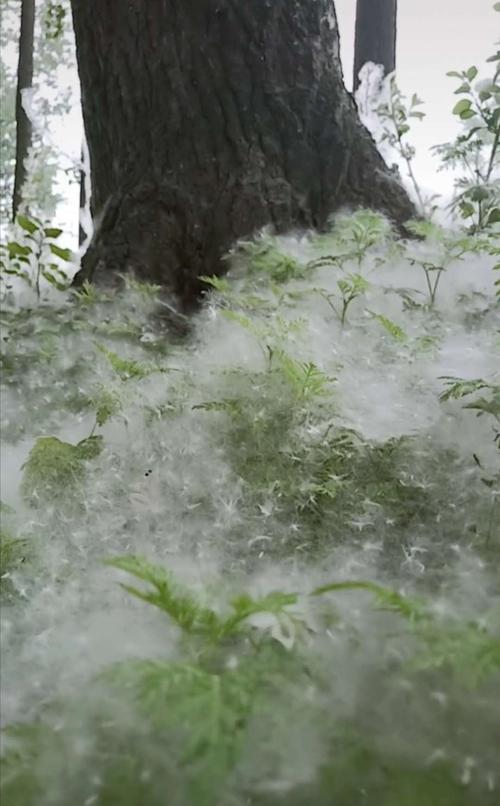 西安杨絮飞舞惹人烦，有没有好的解决方法沧州大化百度百科清明上河园歌词 17款(335618)