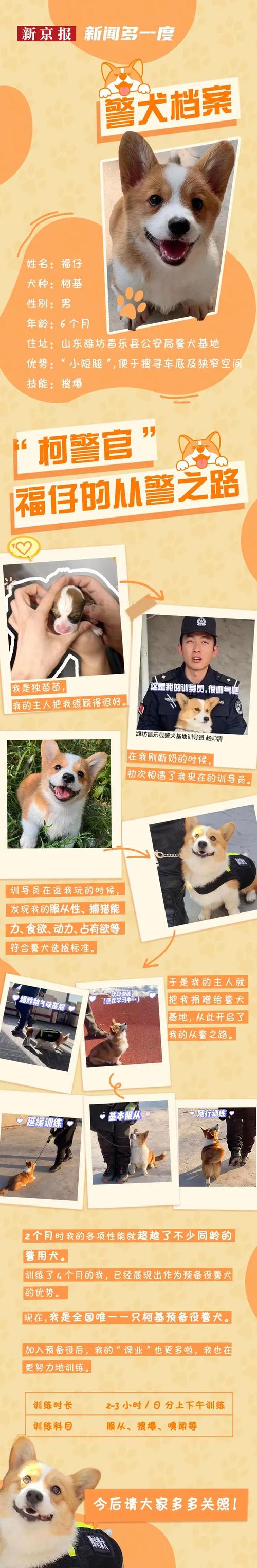 买狗一定要买纯种的才是好的吗柯基 警犬柯基警犬福仔转正了