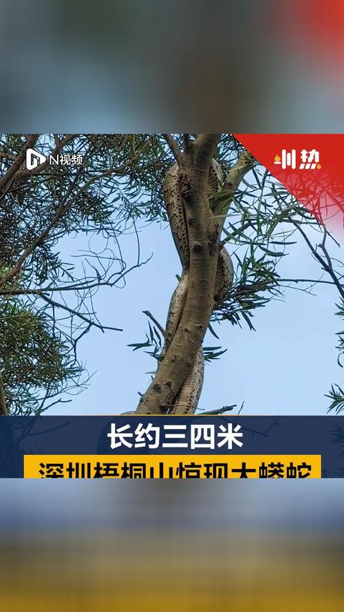 深圳市内，好吃、好玩的地方深圳梧桐山巨蟒图片深圳市内，好吃、好玩的地方