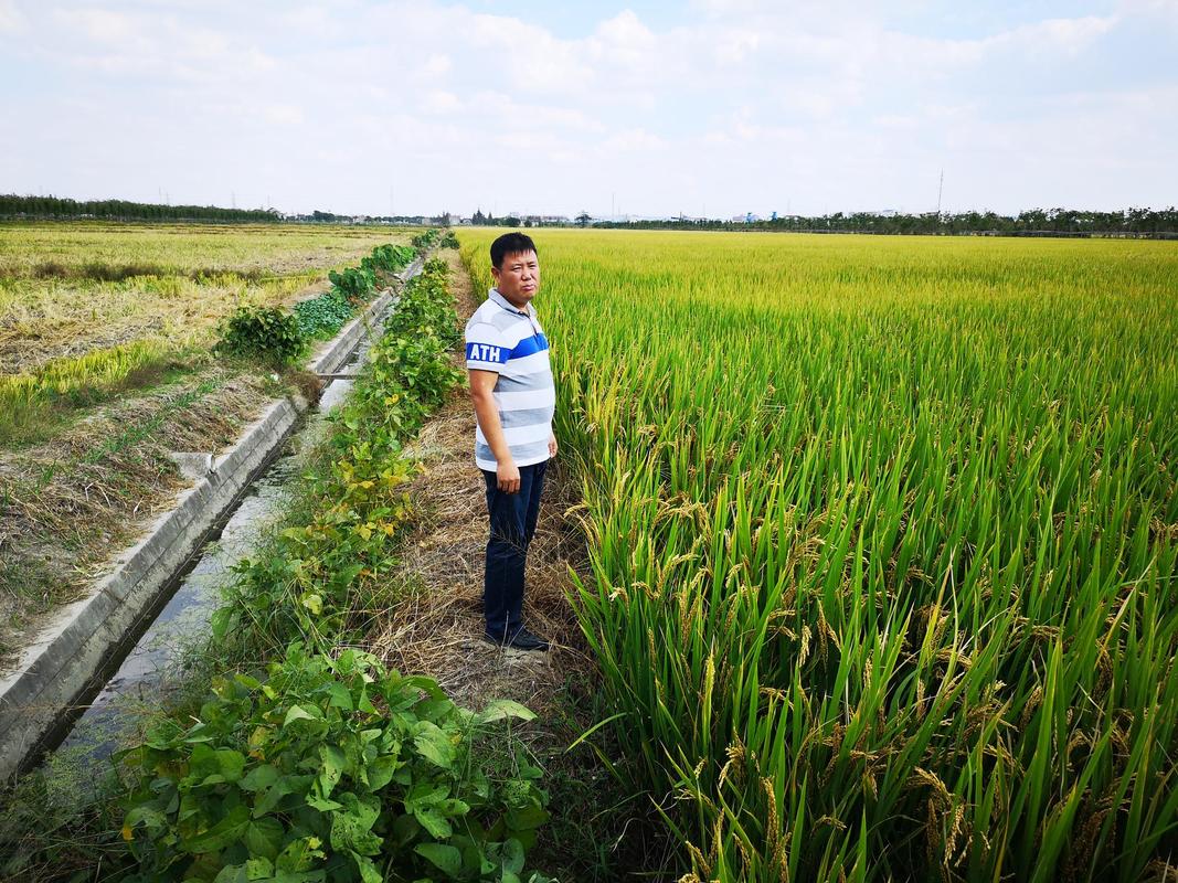 怎么看农村土地流转是老百姓的致富渠道水稻受损赔偿标准农村留下一些老民居，长期荒废无人居住，看看还有保护价值吗