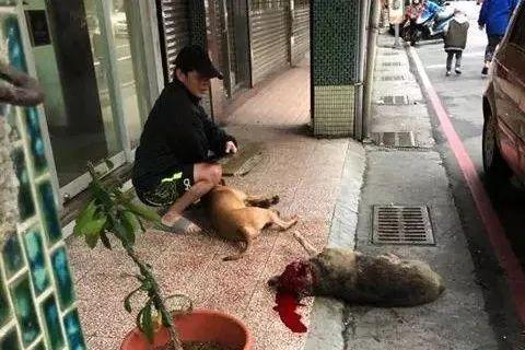 如何看待焦作一流浪犬咬伤多人，特警到场果断击毙闯动物园被咬死都是宠物狗惹的祸，美国爱狗人士四枪把邻居爆头打死，你怎么看